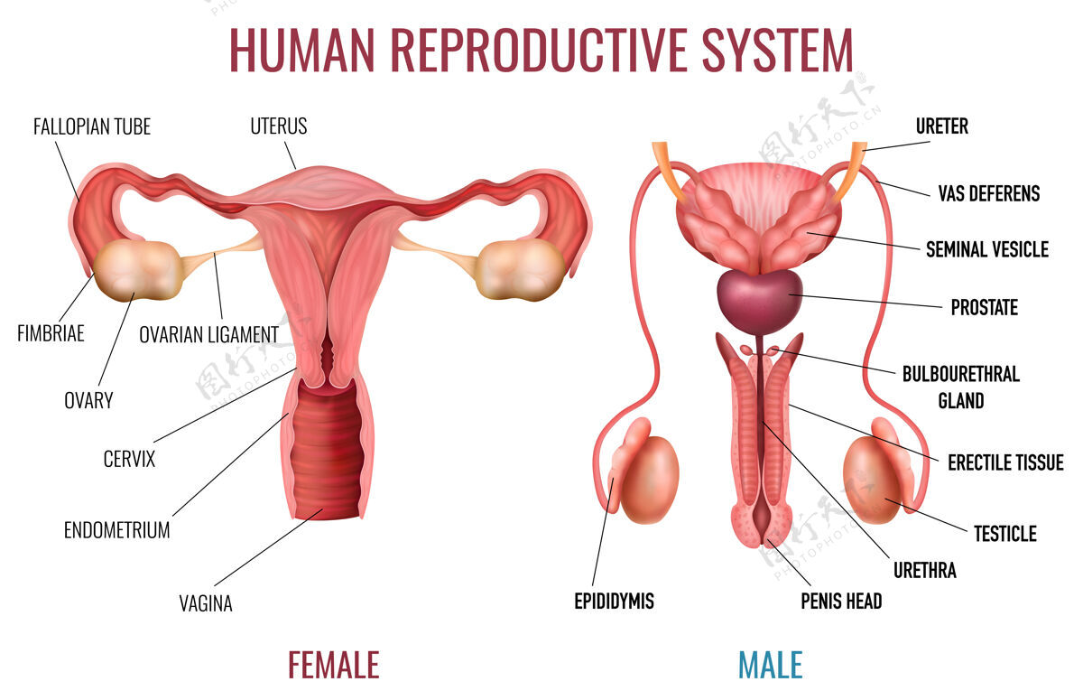 标签带有标签的男性和女性人类生殖系统的真实集合部分生殖现实