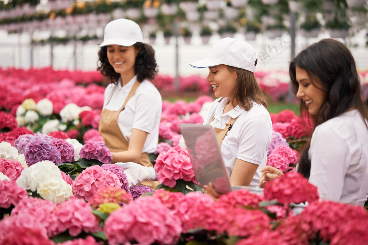 电脑女经理在花店种植绣球花时使用笔记本电脑市场女人控制