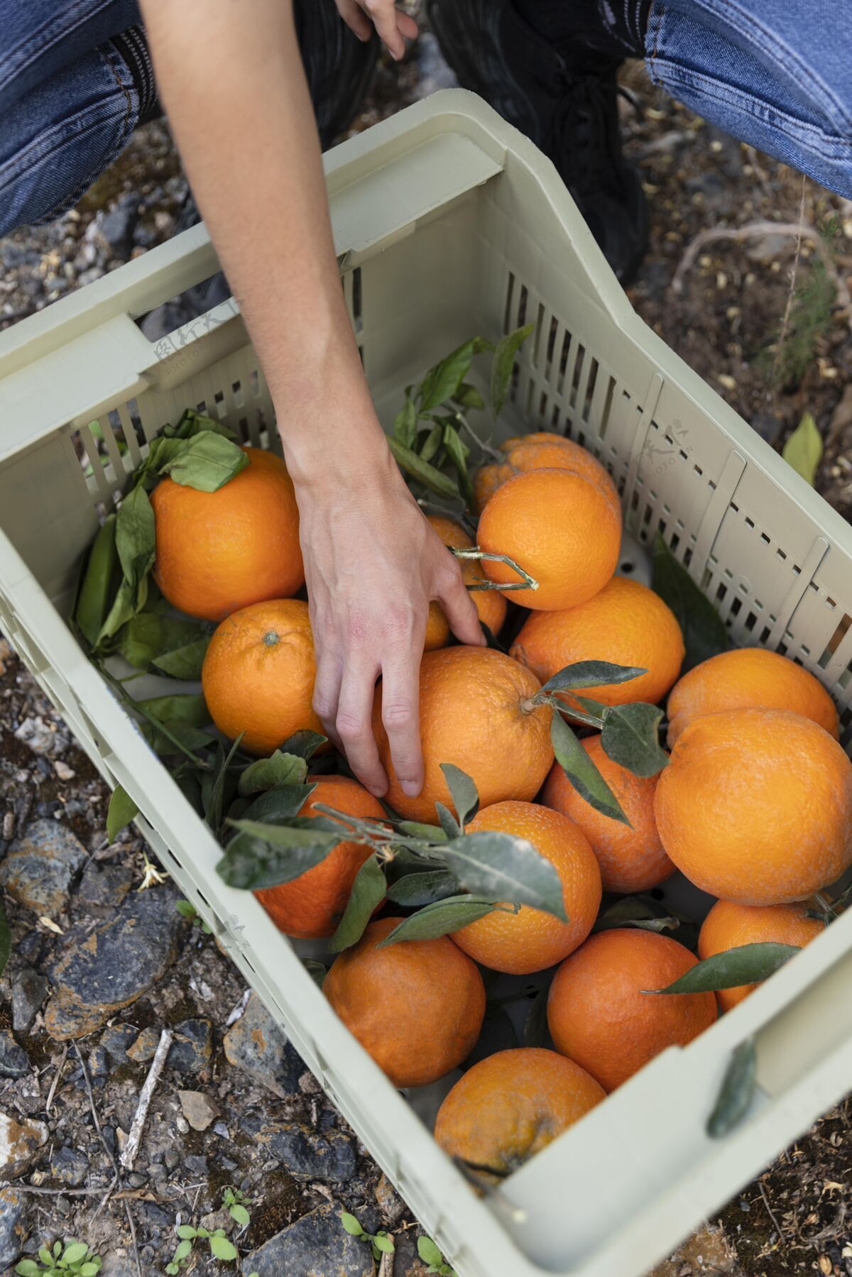 植物从盒子里拿橘子的女人柑橘有机树