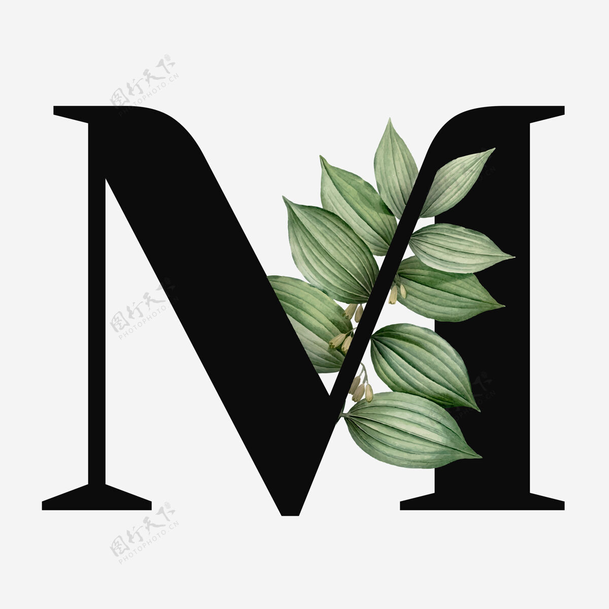 大写植物大写字母m字体艺术自然植物学