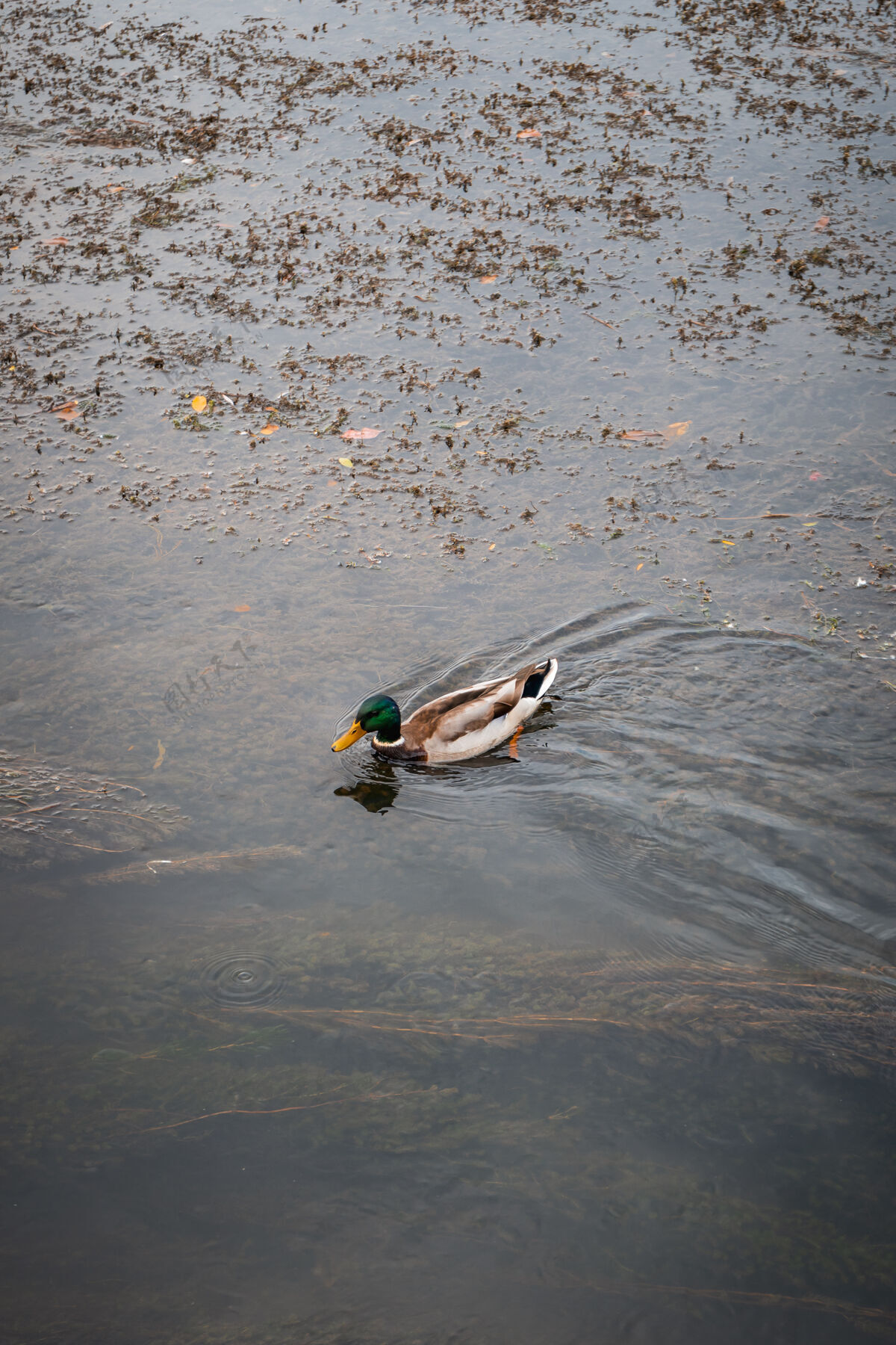 鸭子美丽的野鸭在公园的湖里游泳鸟嘴湖泊大自然