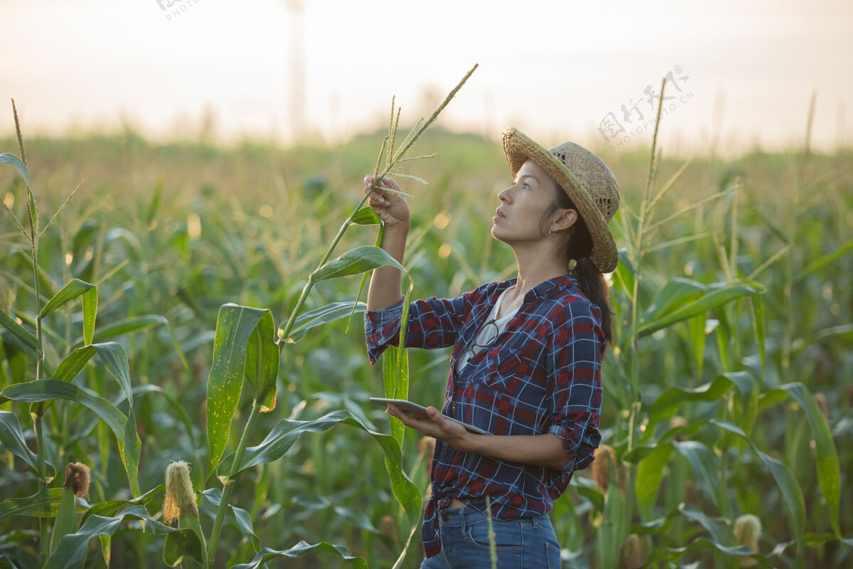 人亚洲女农场主拿着数字平板电脑在玉米地里 美丽的晨曦在玉米地上升起绿色的玉米地在农业园里 阳光在傍晚的山景中照耀着夕阳玉米田地季节