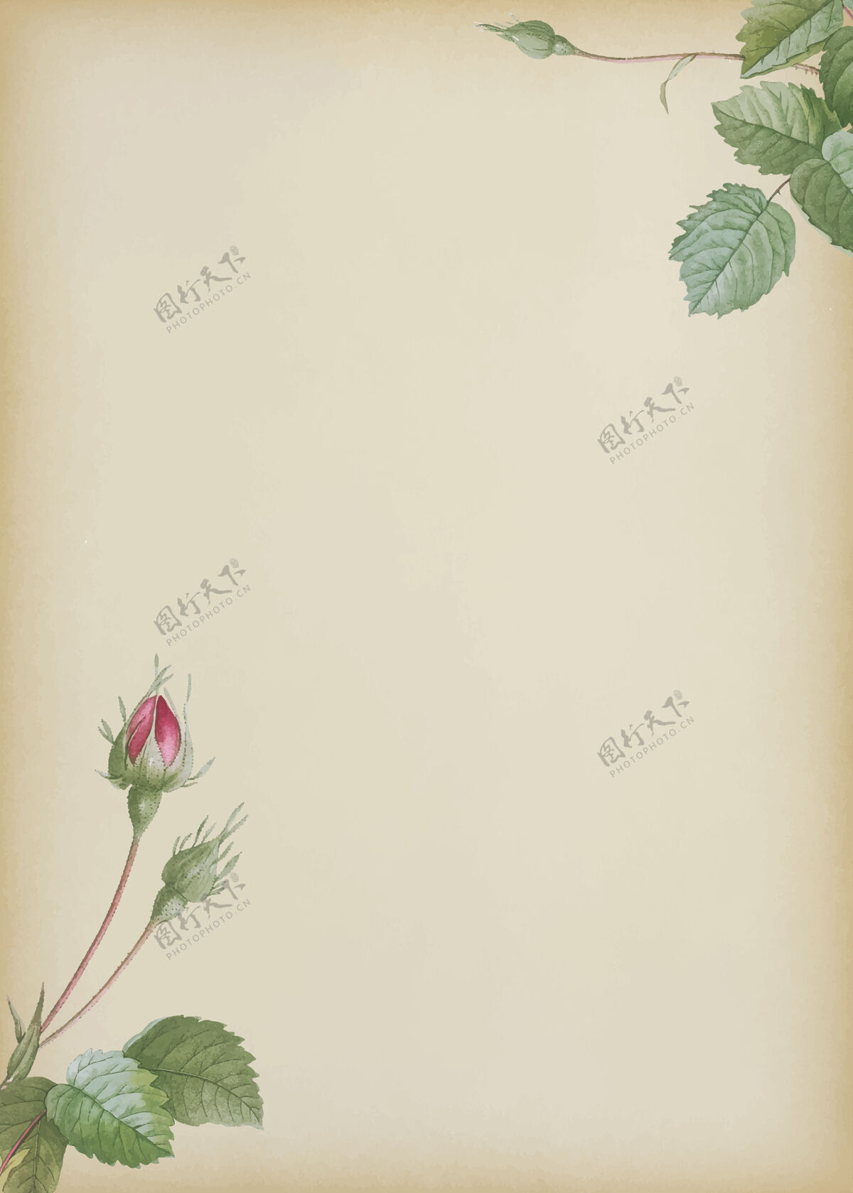 空双苔藓玫瑰米色背景背景花装饰