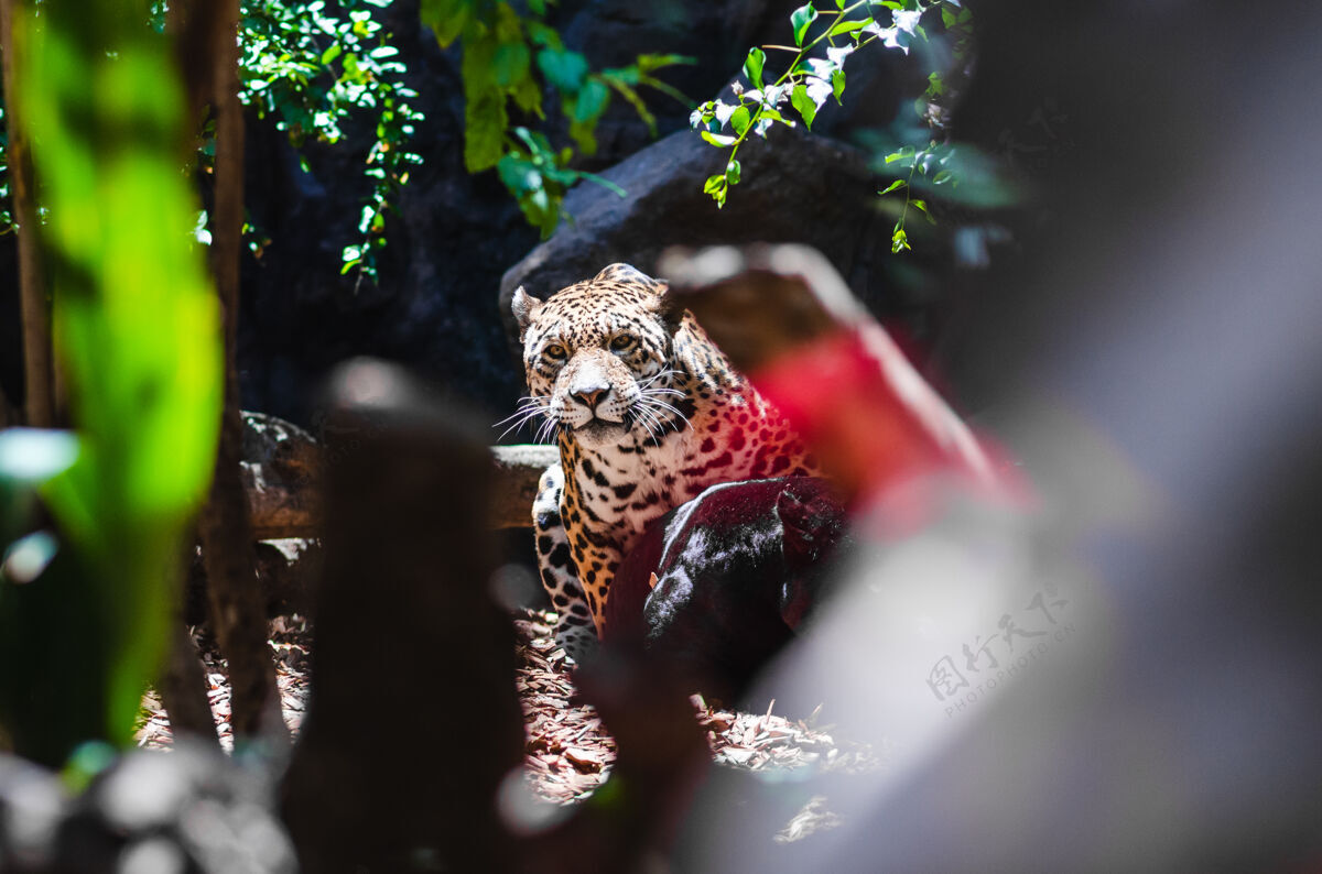 荒野在阳光下 一只豹子在布满岩石和绿色植物的公园里选择性聚焦豹子自然猫