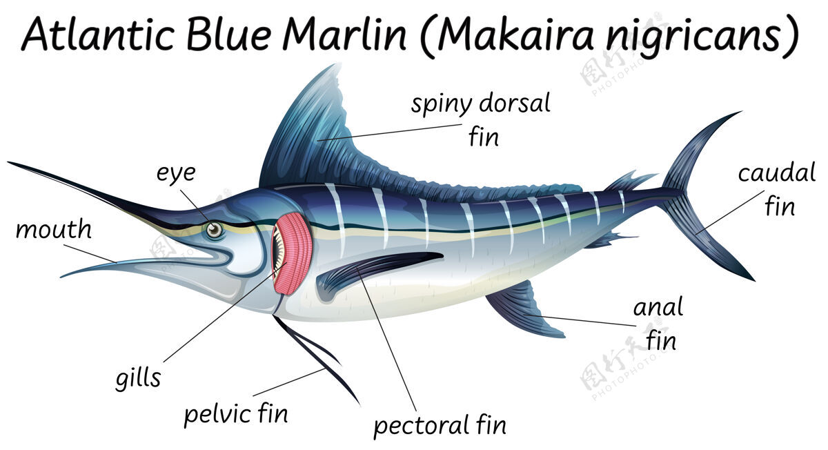 解剖学科学鱼类的内部解剖动物可爱卡通