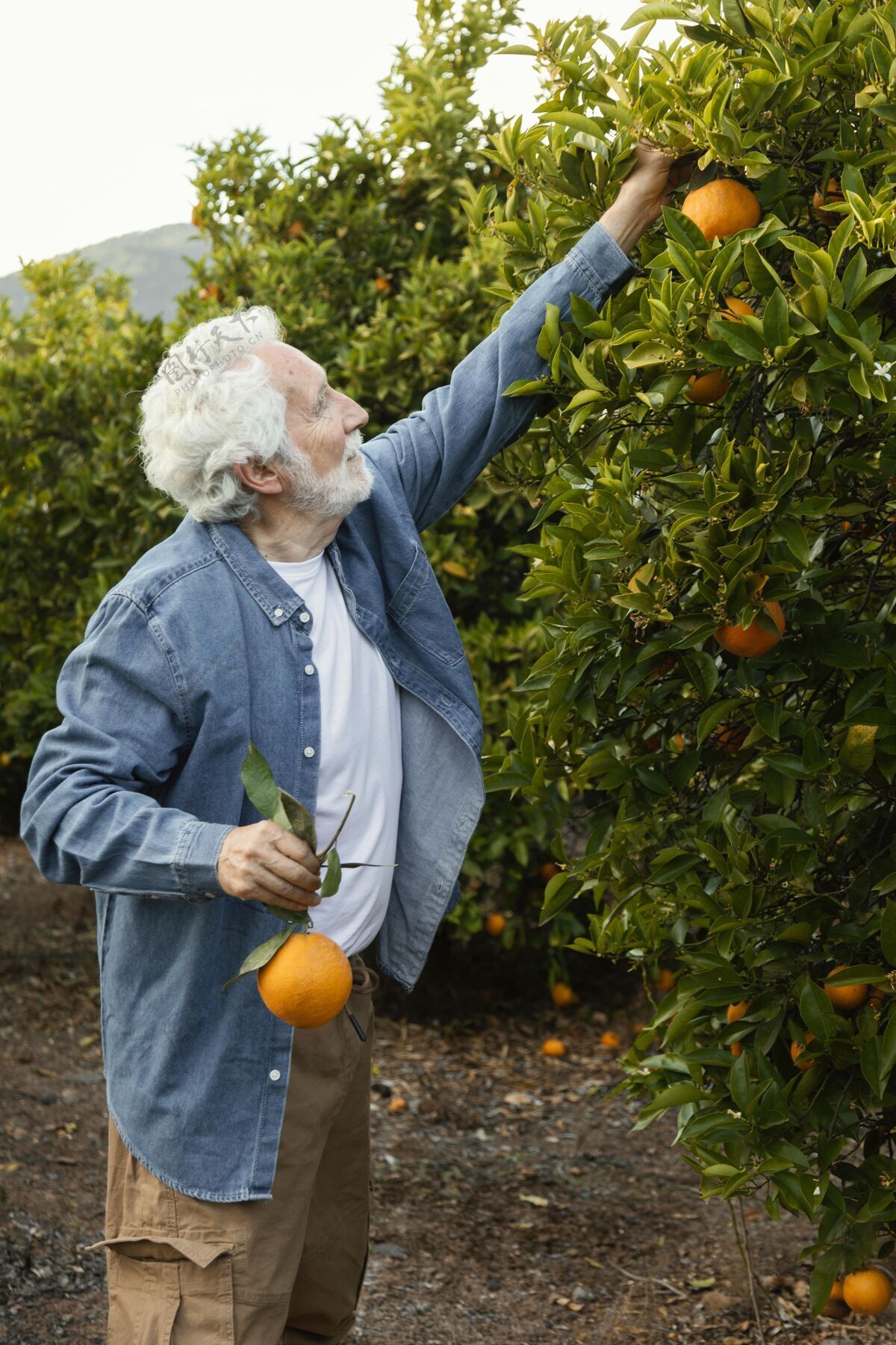 有机收割橘子树的老人收获栽培树木