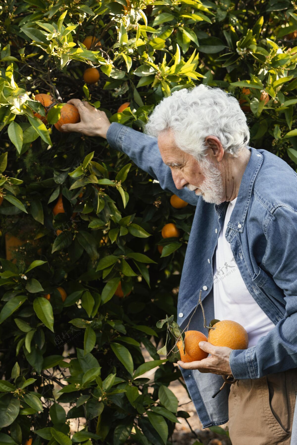 农业站在他橘子树旁的老人花园人柑橘