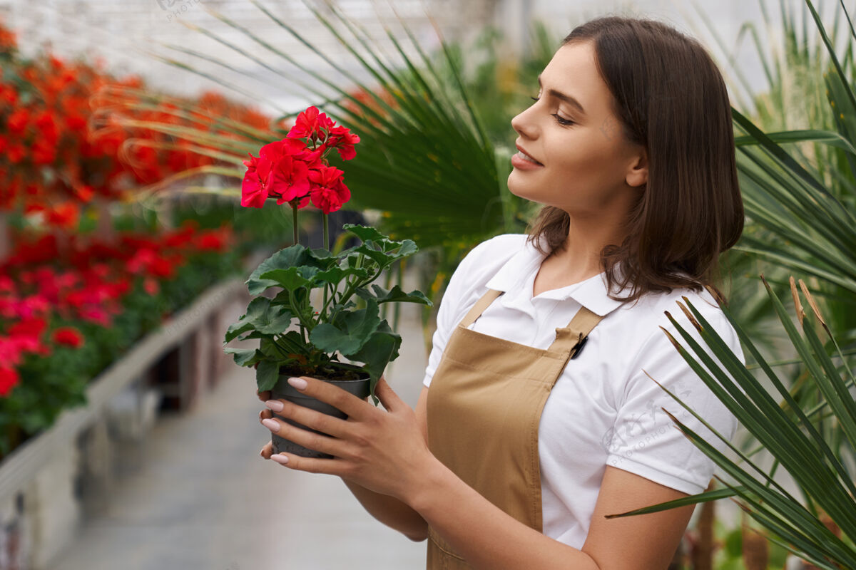耕作手持红花花盆的女人的侧视图温室花店所有者