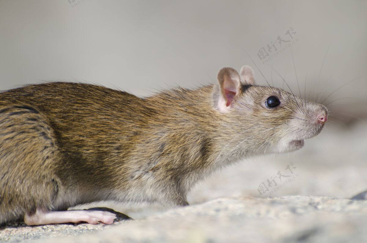 啮齿动物一只沼泽老鼠在阳光下的特写镜头 背景模糊自然焦点生物