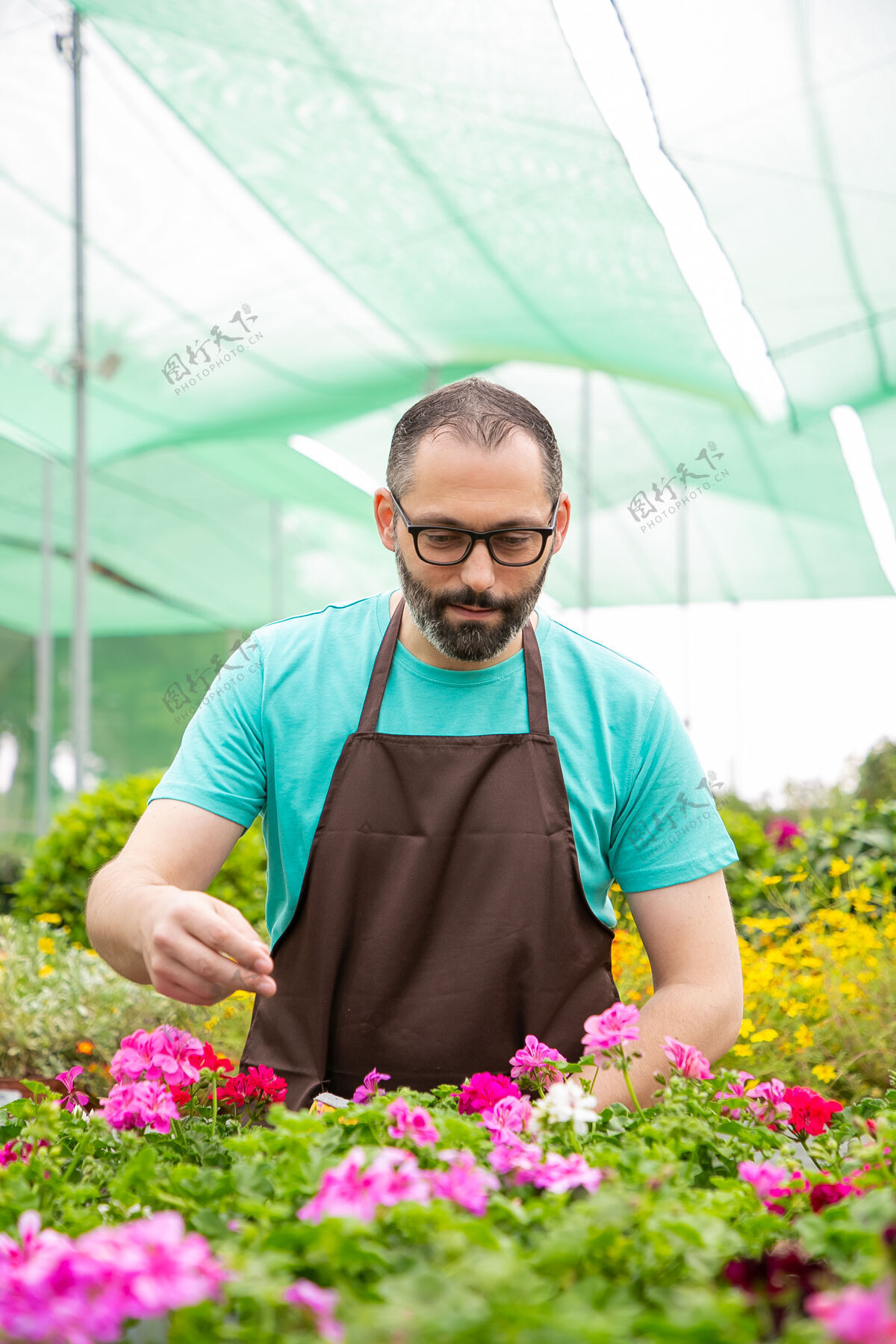衬衫专心致志的男园丁检查花盆里盛开的花朵胡须温室农业