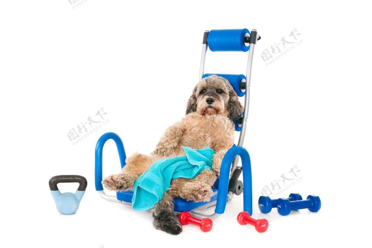 毛皮可爱的毛茸茸的狗仰面躺在一件蓝色的运动器材上 周围放着哑铃纯种健康自然
