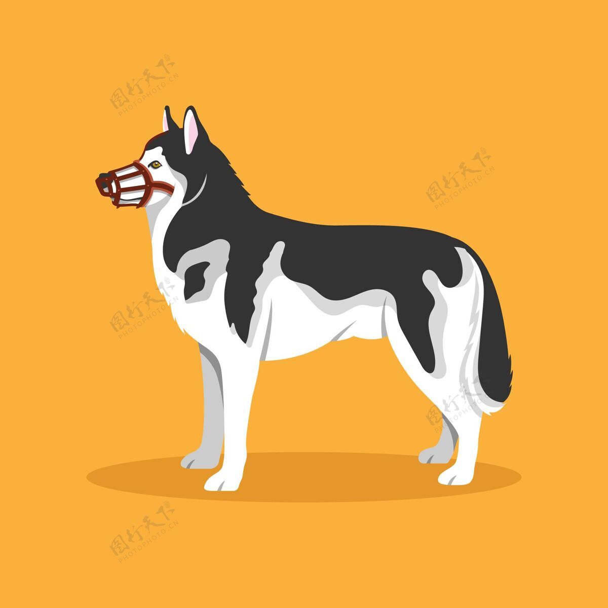 动物扁嘴狗插图品种狗哺乳动物