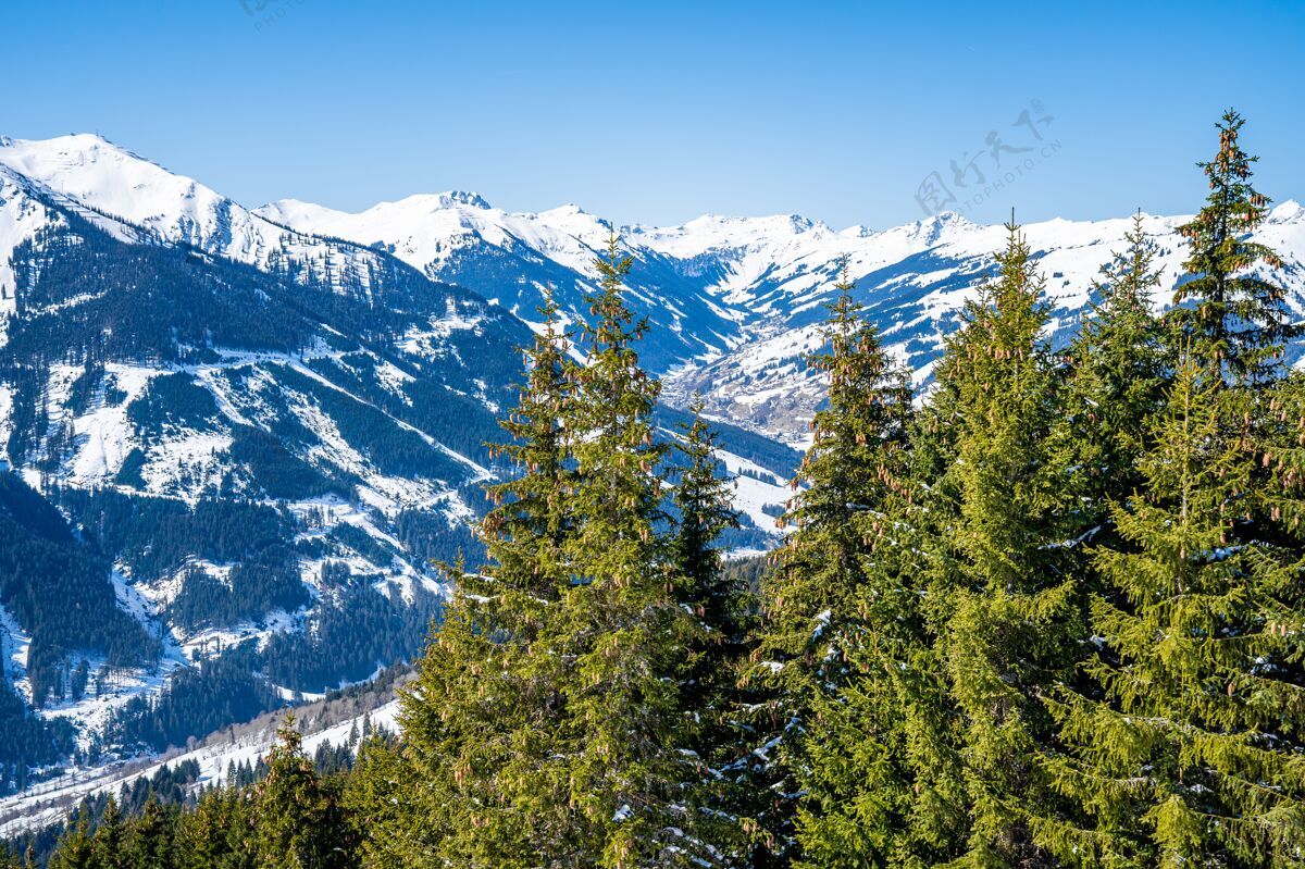 冷空中拍摄的滑雪胜地在雪下的阳光野云杉树