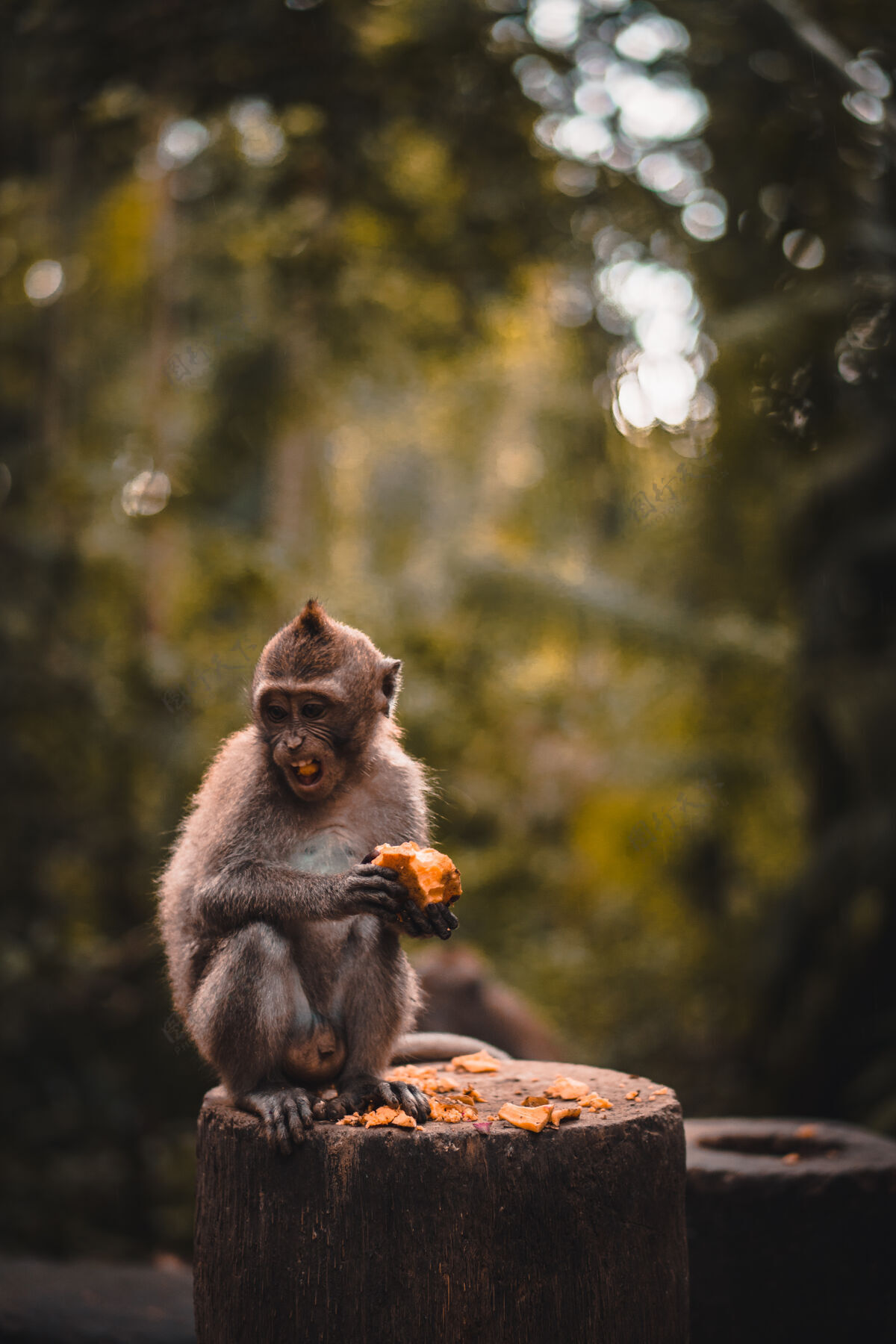 猴子可爱的猕猴正在吃水果棕色公园脸
