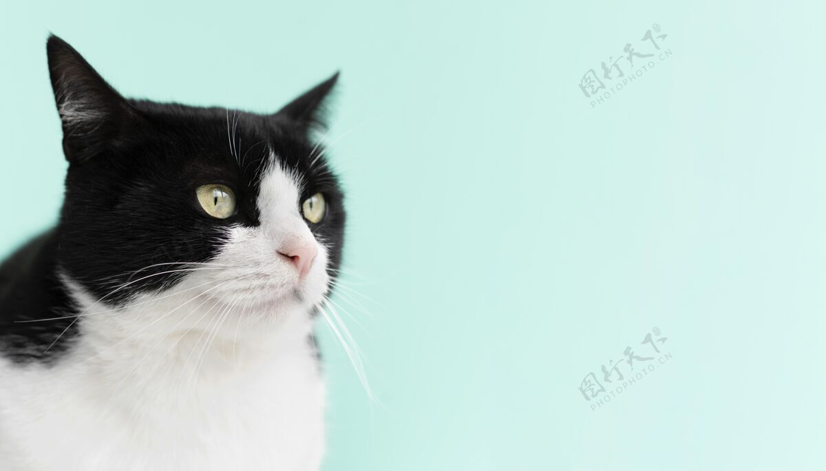 动物可爱的黑白相间的小猫 身后有一面单色的墙哺乳动物品种复制空间