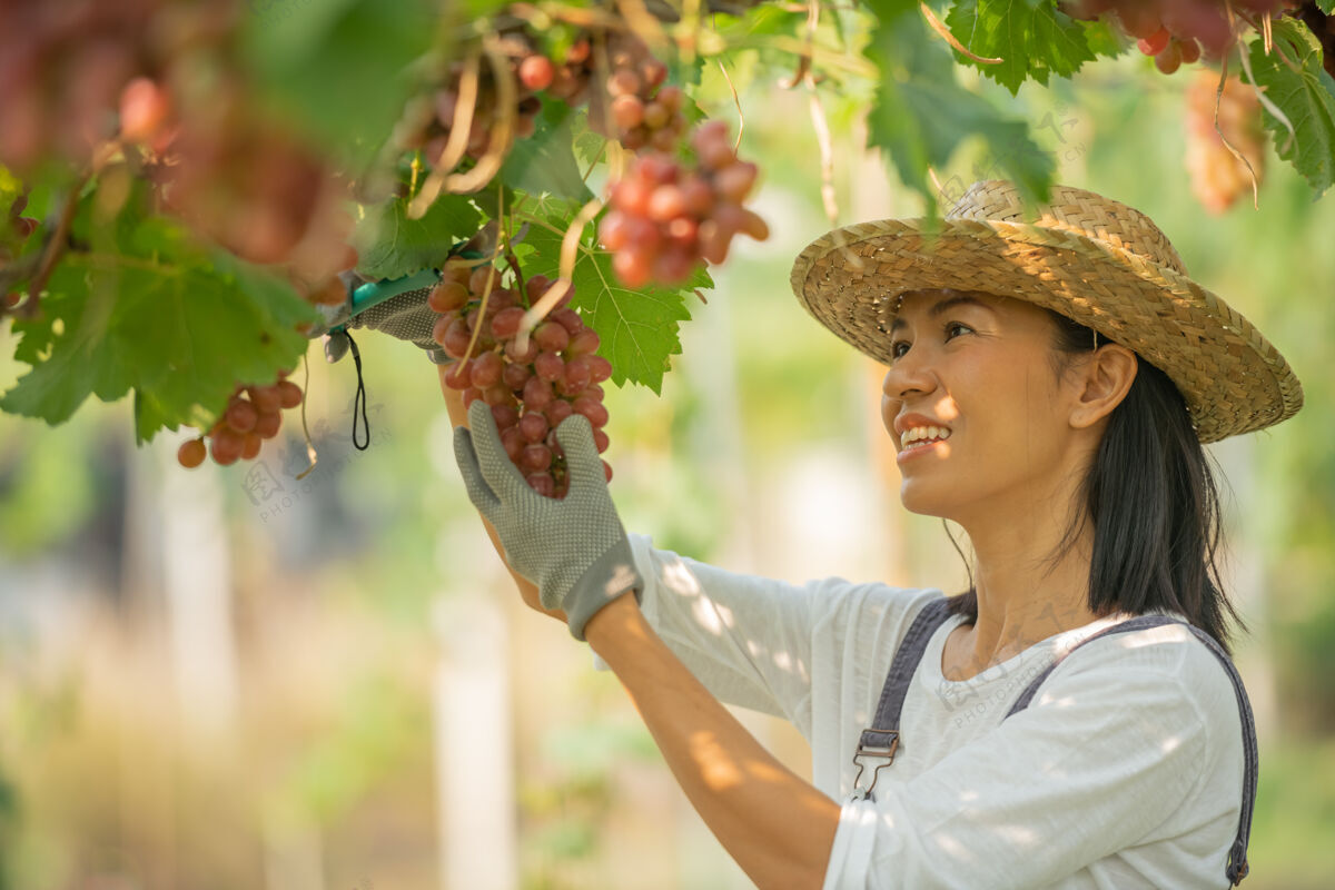 收获快乐的微笑欢快的葡萄园女穿着工作服和农家礼服草帽一紫色水果