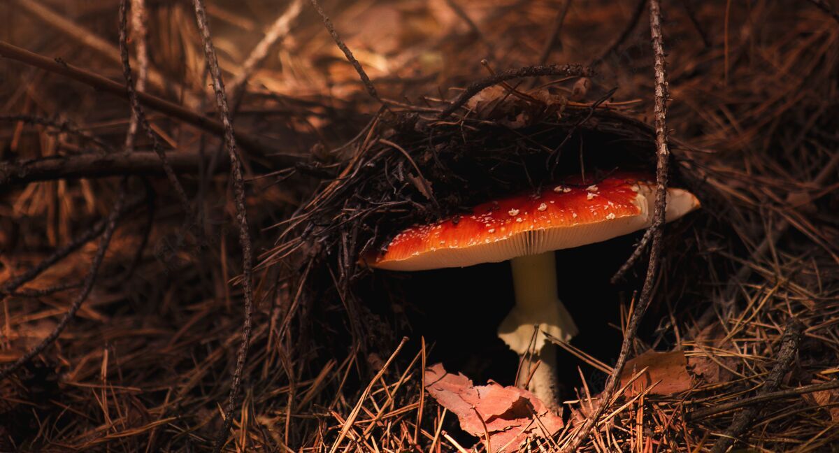苍蝇一个红色蘑菇生长在干草下面的特写镜头健康毒药树叶