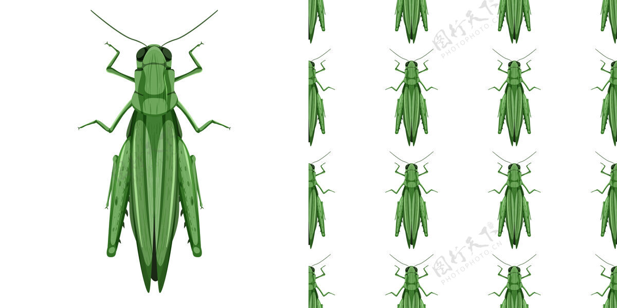 绿色蚱蜢昆虫的隔离和无缝模式空白解剖生理学