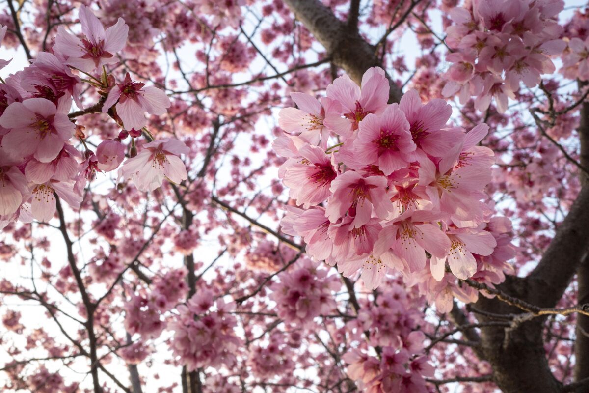 花美丽的粉红色桃花开花春天植物学