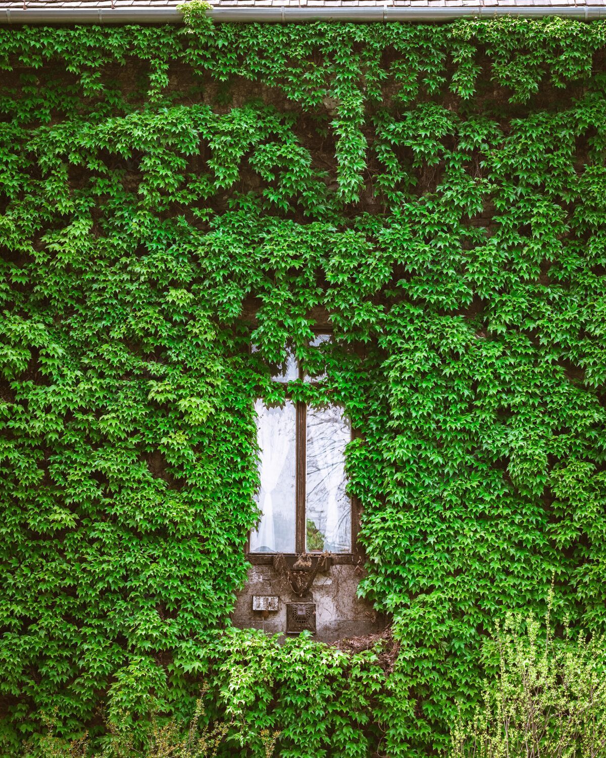 墙一扇被绿色植物包围的木窗的垂直镜头房子窗建筑