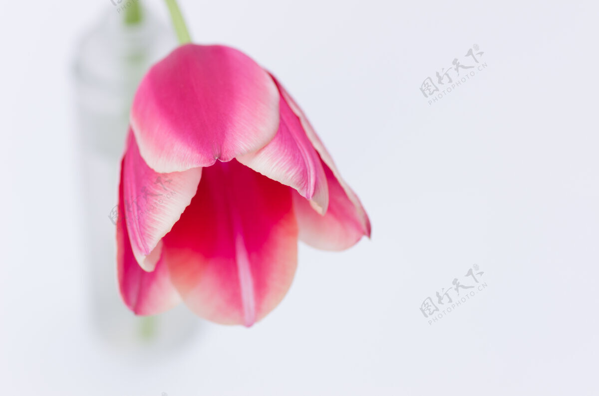 空白一个粉红色郁金香花的特写隔离在白色背景与空间为您的文字情人节单花