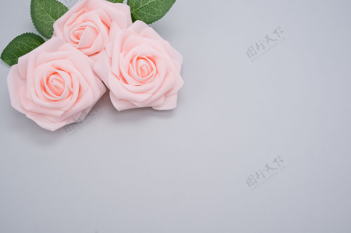 特写粉红色玫瑰的特写镜头 在蓝色背景上与复制空间隔离背景粉红开花