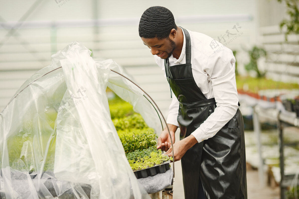 环境围裙里的园丁温室里的非洲男人花盆里的花欢呼花盆栽
