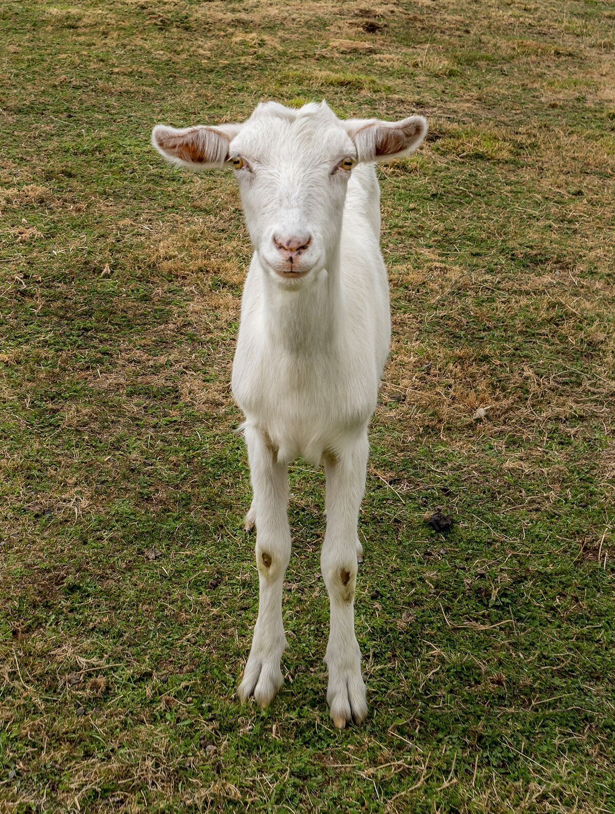 哺乳动物一只温顺的白山羊盯着镜头的垂直特写镜头牛奶农场跑步