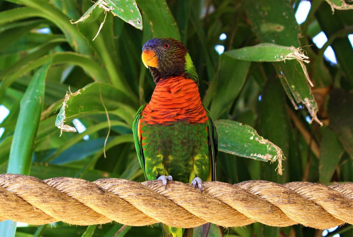 翅膀特写镜头：一只红领鹦鹉站在一根绳子上 阳光下绿树成荫可爱澳大利亚多彩