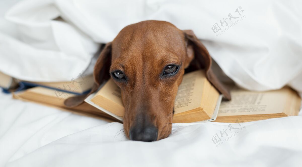 横向可爱的狗趴在书上知识可爱信息