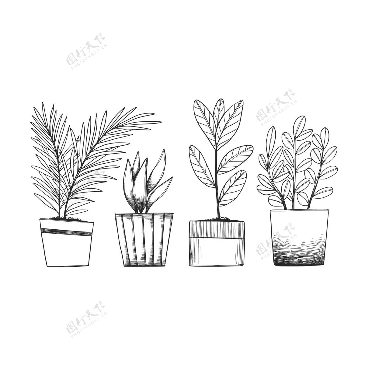 收集手绘室内植物收藏单色黑白室内植物
