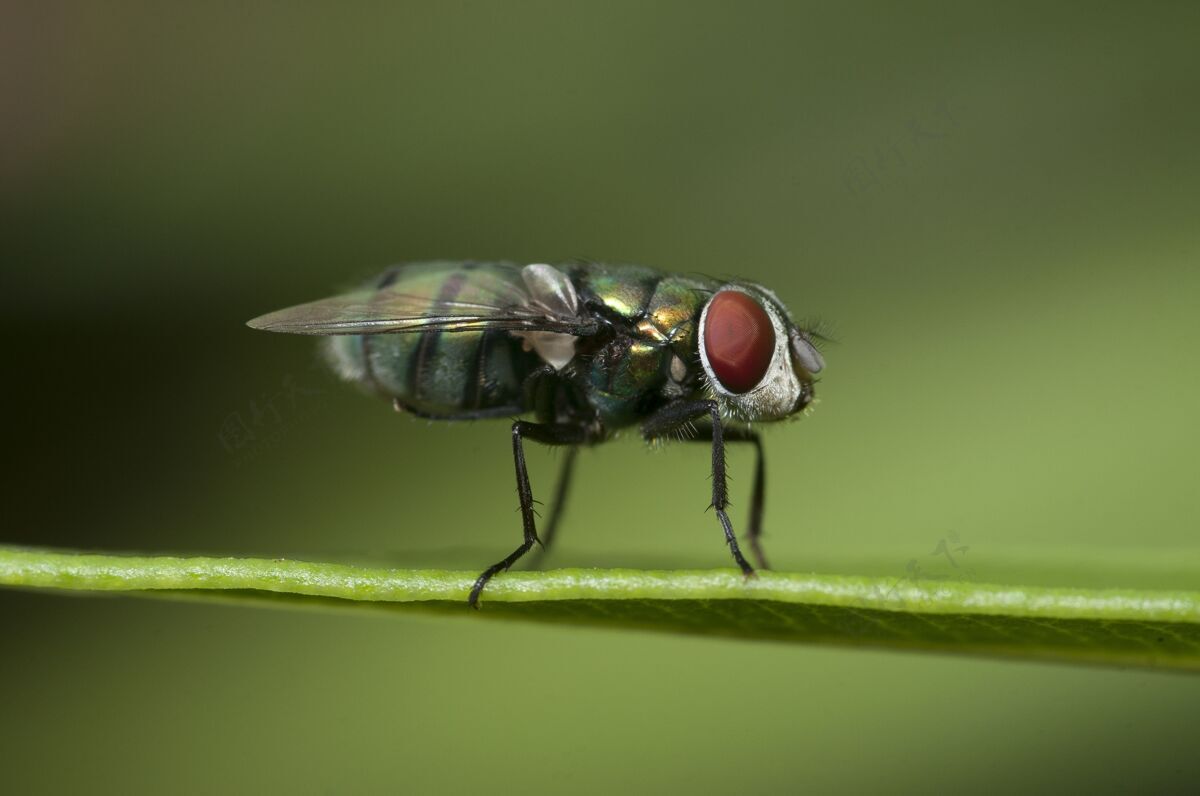 特写特写镜头的苍蝇坐在一个绿色模糊的背景树叶蓝色叶花园