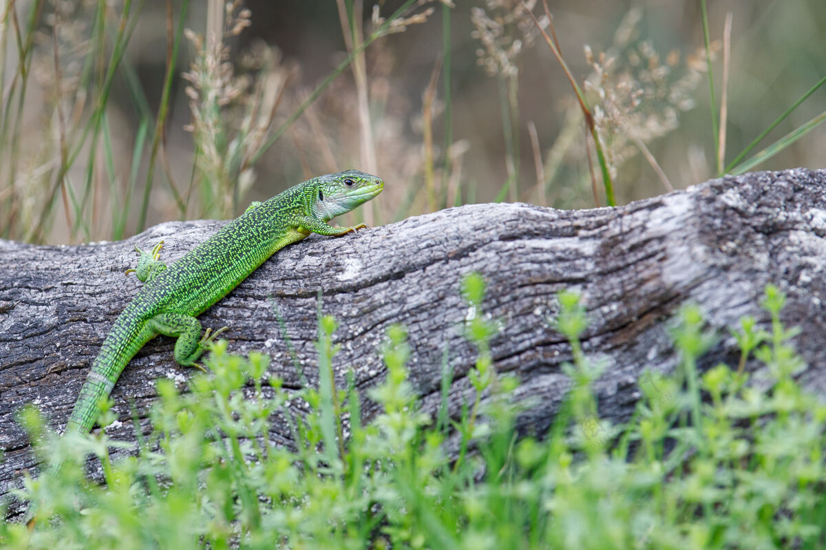 叶森林里一只绿色蜥蜴在圆木上的特写镜头木热带爬行动物