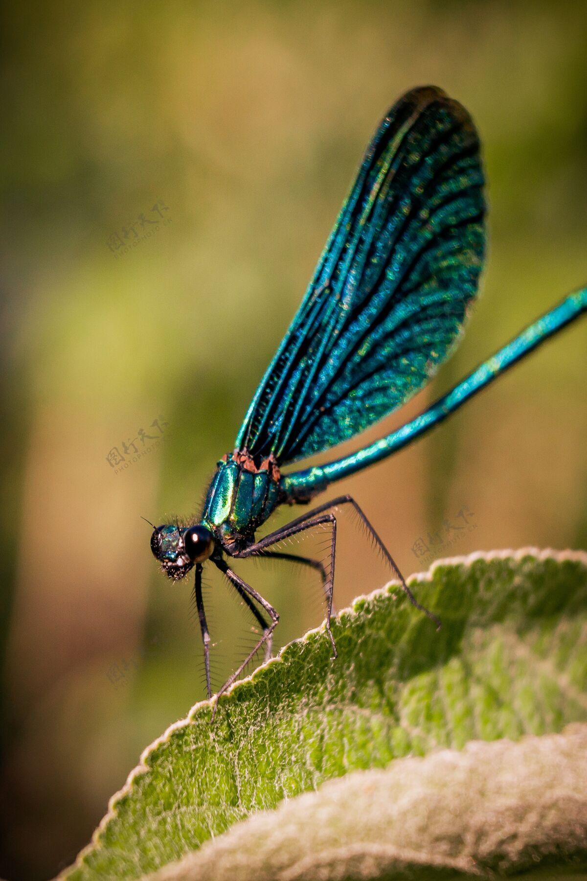 外面一只蓝色网翅昆虫坐在树叶上的宏镜头绿色自然翅膀