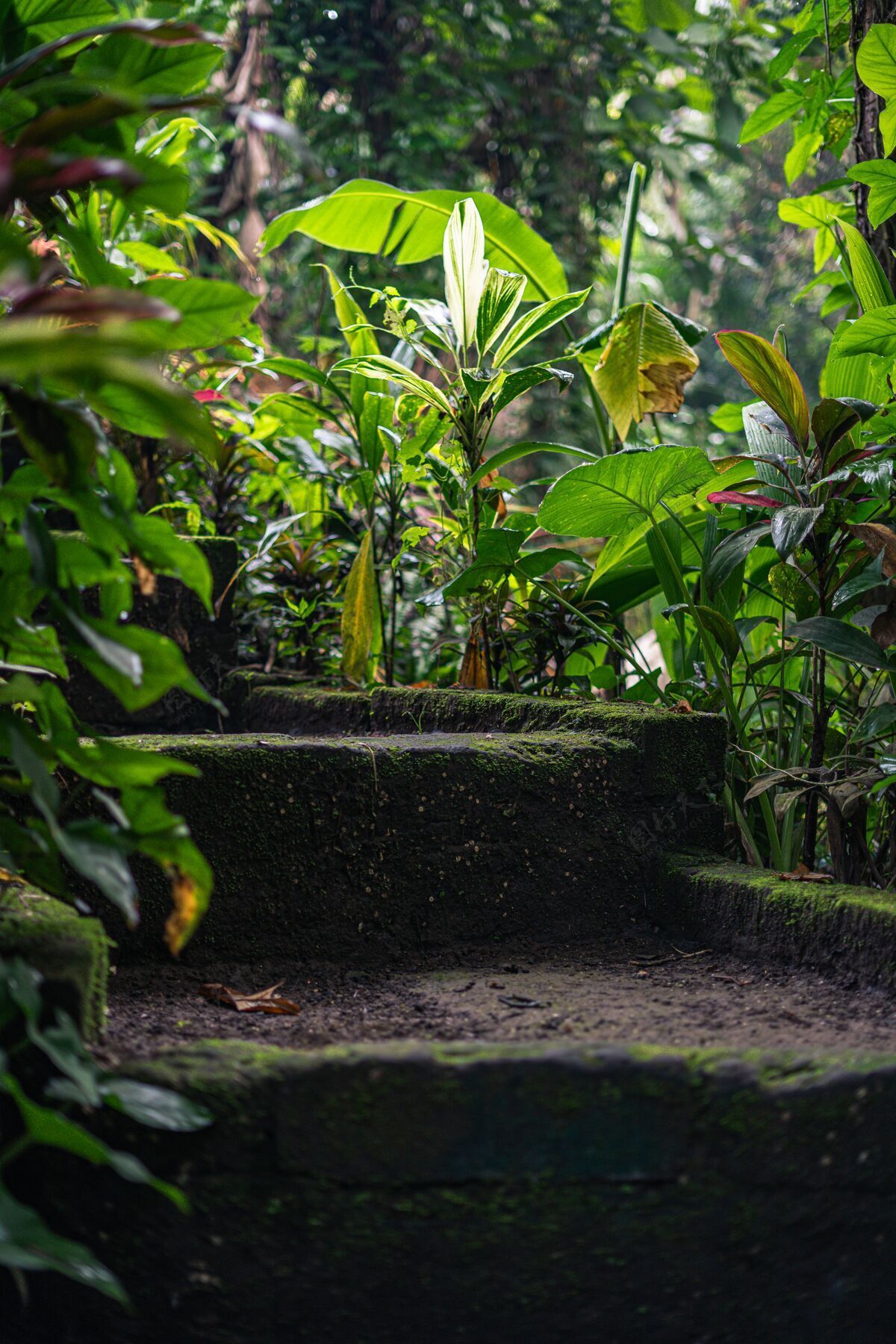 自然绿色植物环绕的苔藓楼梯春天攀登秋天