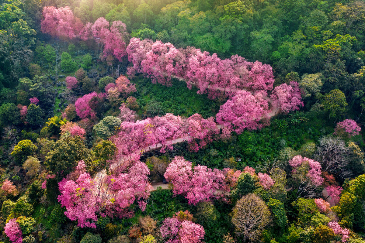 流行山上粉红色樱花树的鸟瞰图环境清迈路