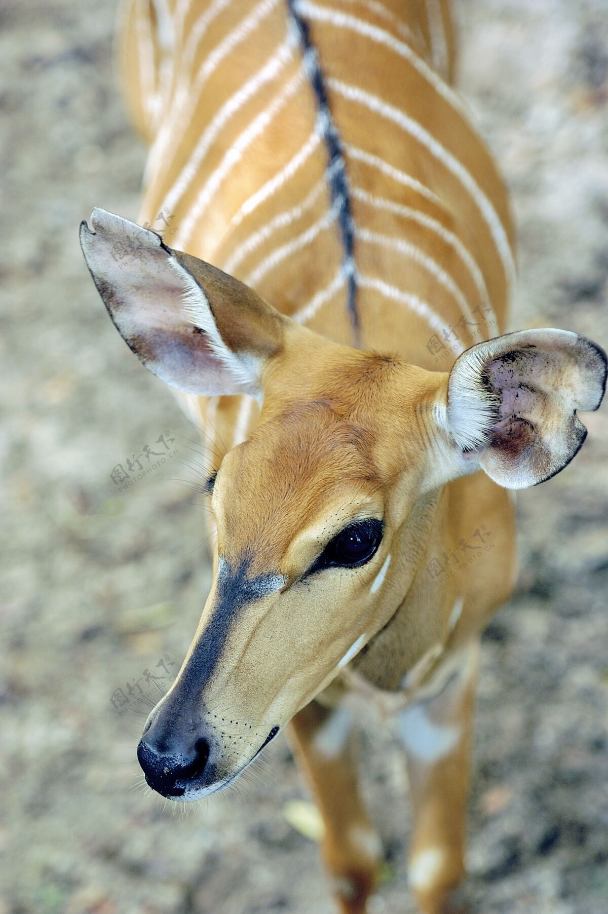 条纹特写镜头美丽的邦戈羚羊与白色条纹动物荒野动物园