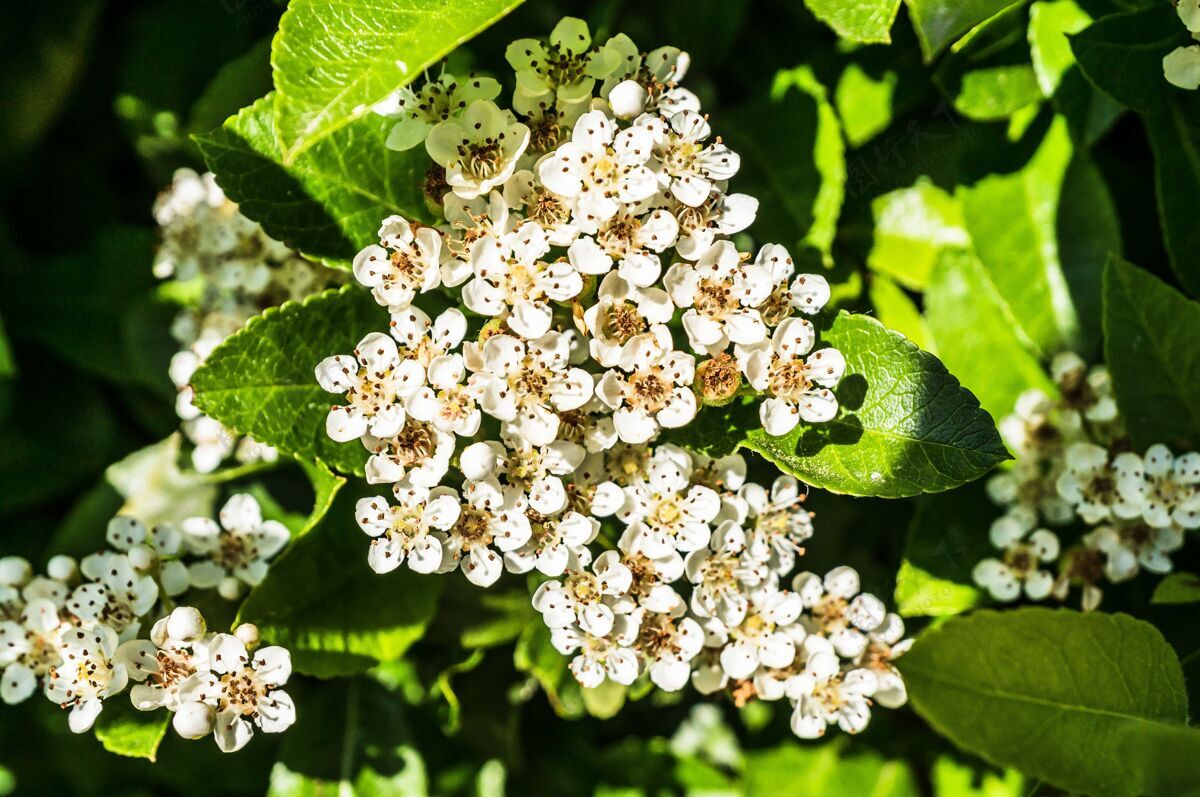 宏几朵被绿叶包围的白花的特写镜头茎芽园艺