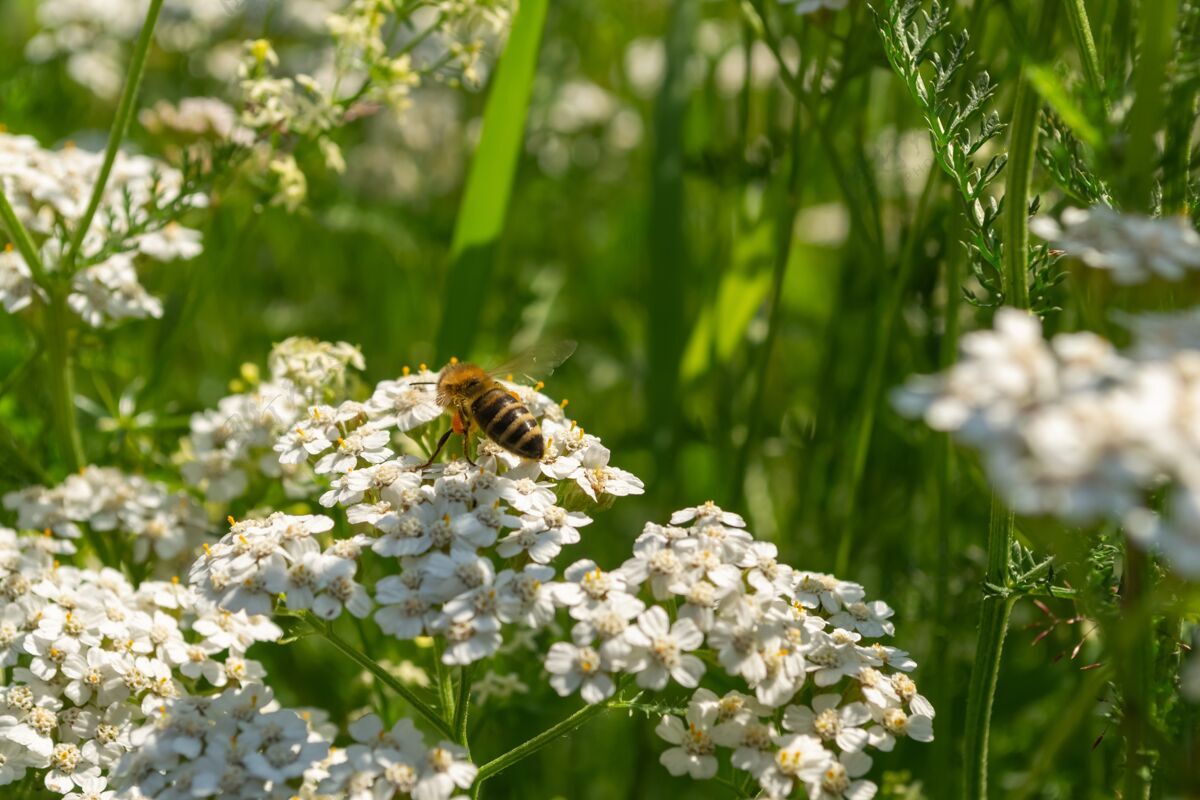 自然美丽的白花和蜜蜂坐在上面的特写镜头花瓣开花环境