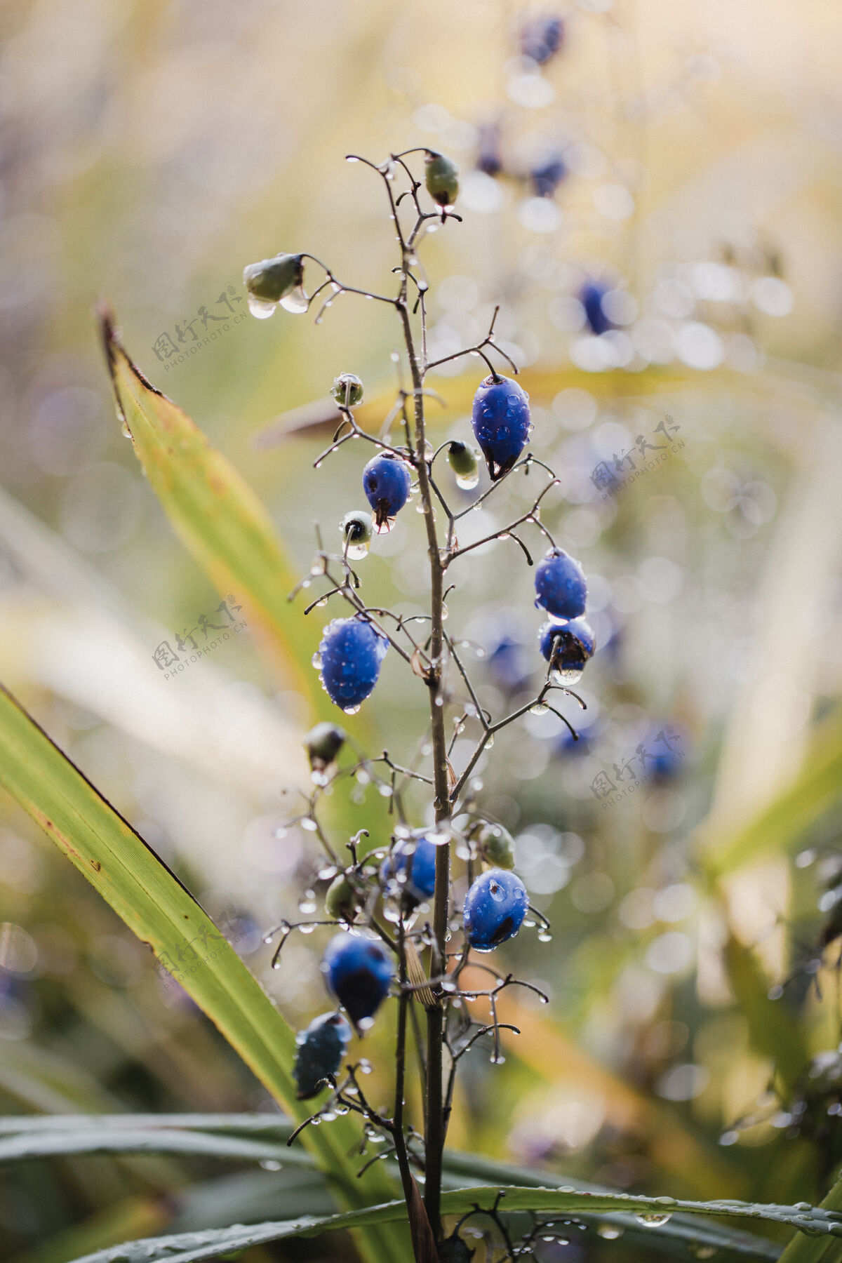 蓝莓倾斜镜头中的蓝色花蕾食物鸟动物