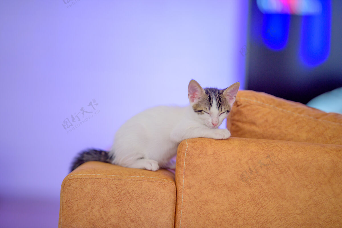 哺乳动物一只可爱的小猫躺在橙色沙发上的特写镜头舒适年轻可爱