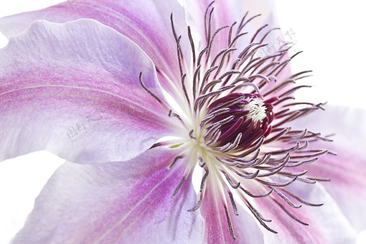 新鲜一个美丽的粉红色秘鲁百合花特写镜头花植物学植物