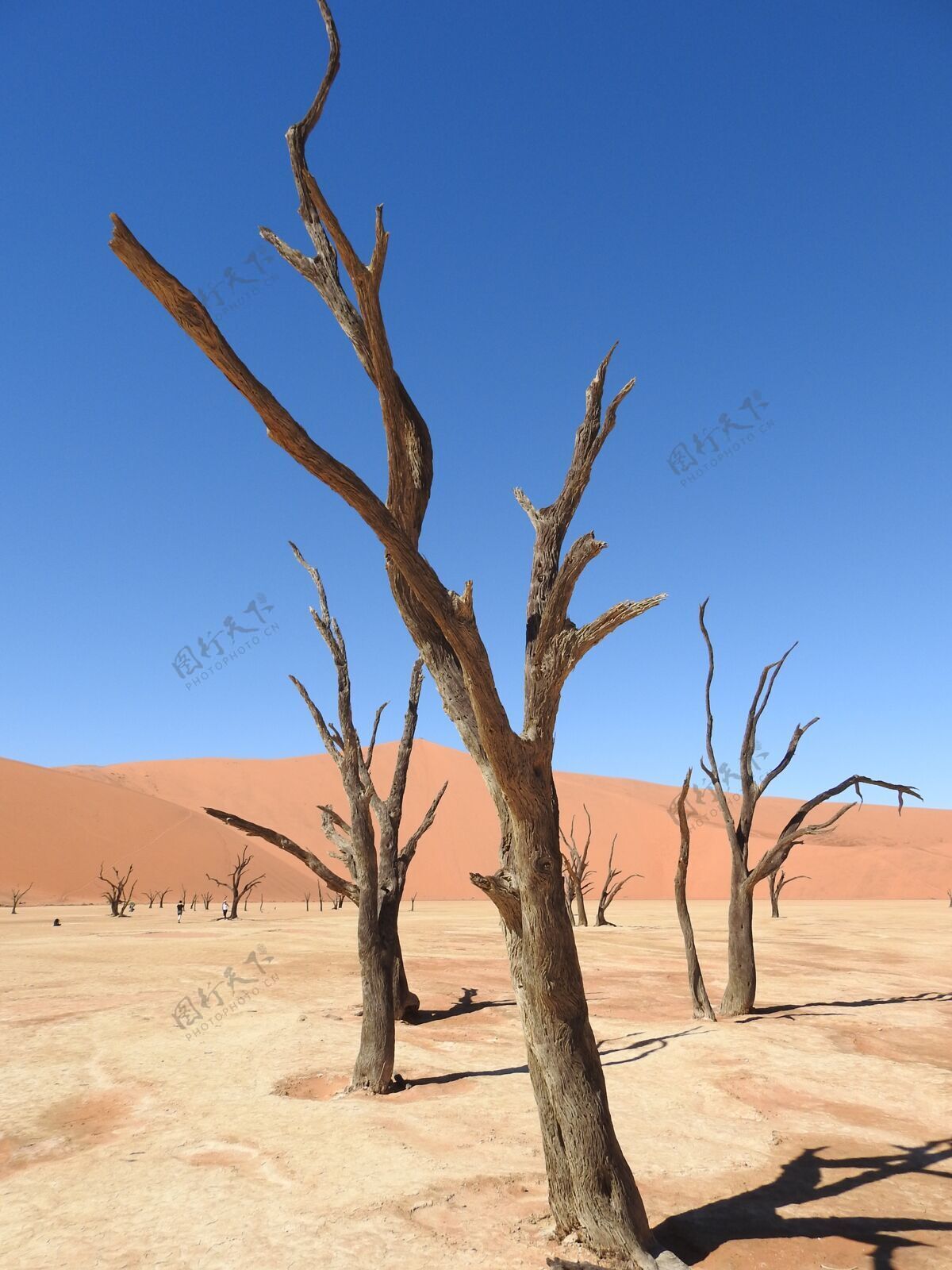 非洲垂直拍摄的树木在沙漠中的死亡纳米比亚在蓝天下狩猎棕榈秋天