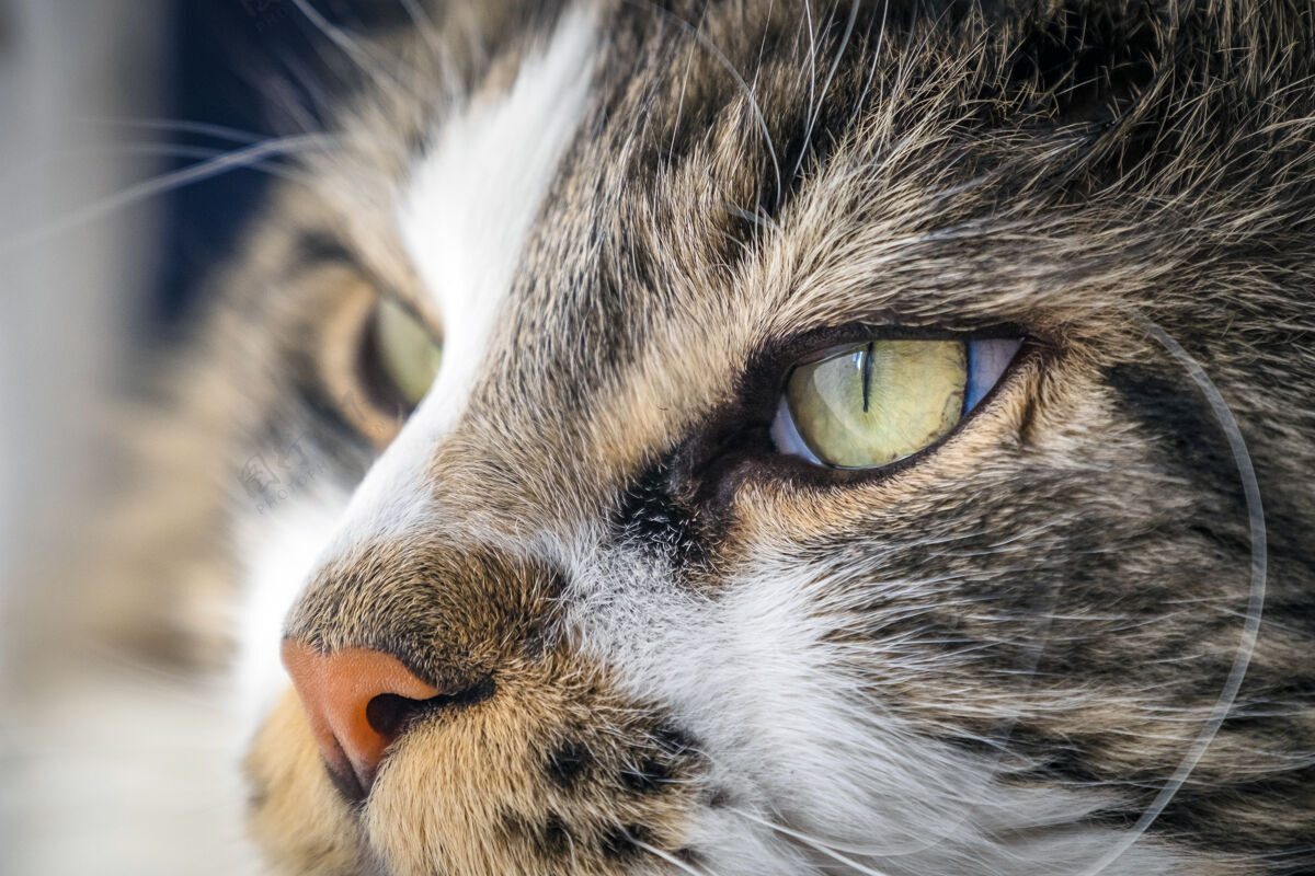 毛茸茸的特写镜头的可爱毛茸茸的缅因州库恩猫与美丽的绿色眼睛可爱脸缅因州
