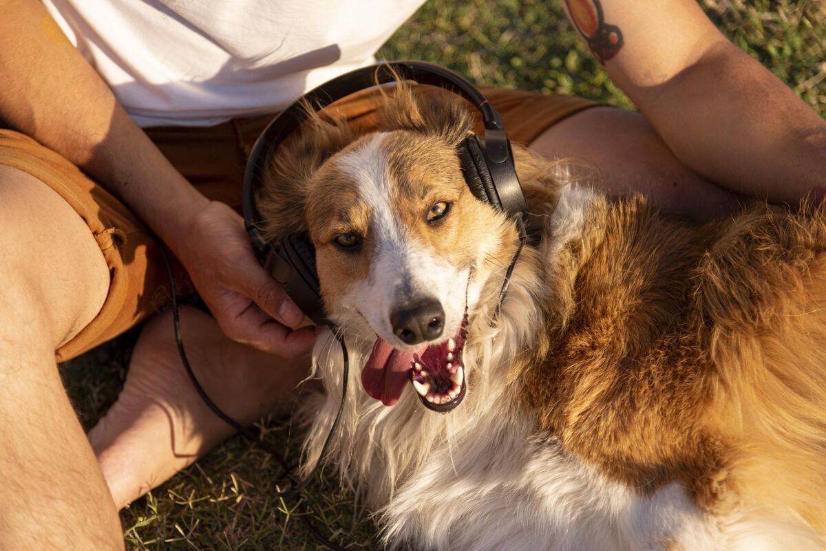 家养带着耳机在海边养狗的年轻人人耳机雄性