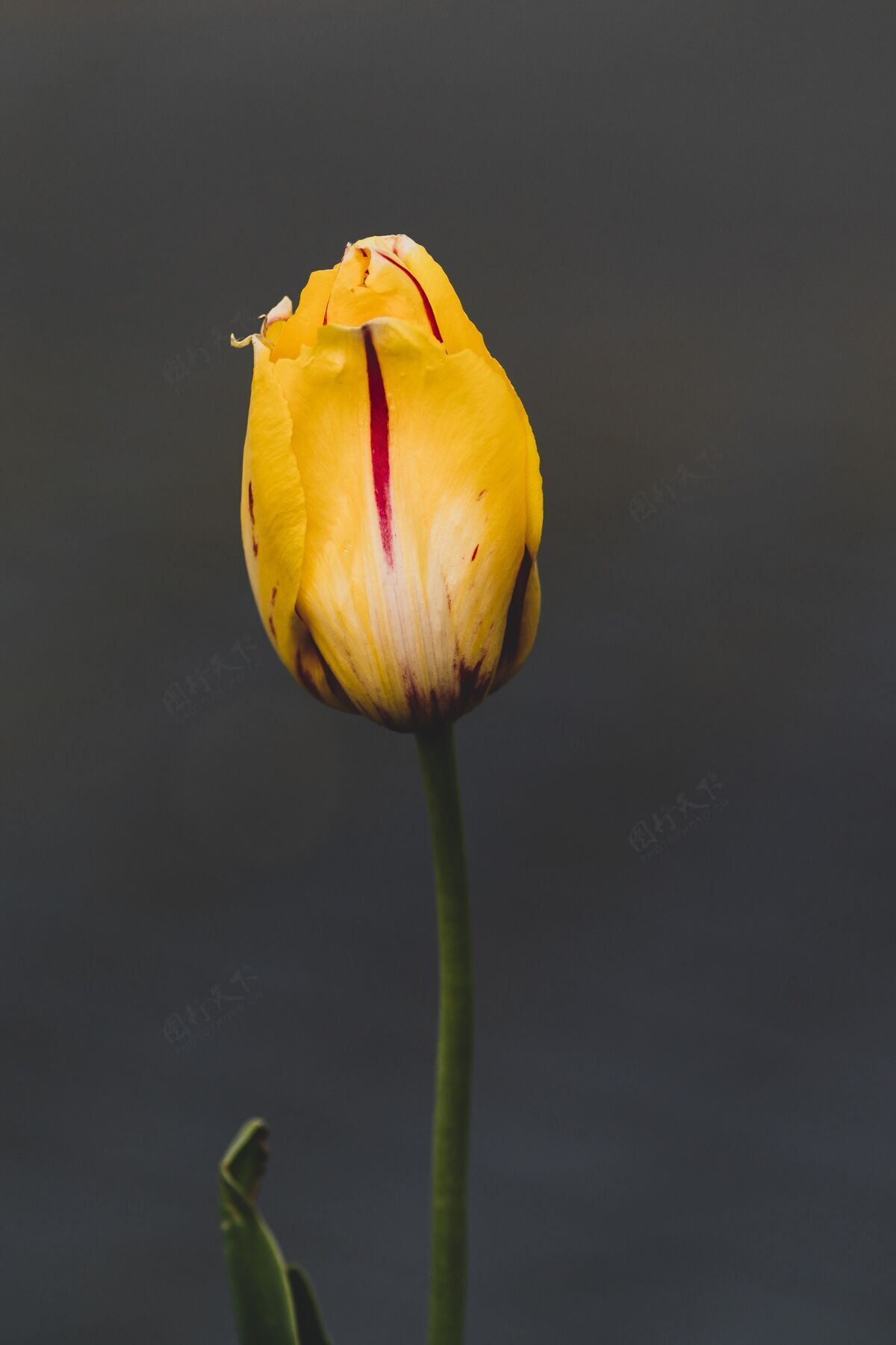礼物一个美丽的黄色郁金香隔离在灰色特写镜头植物学茎美丽