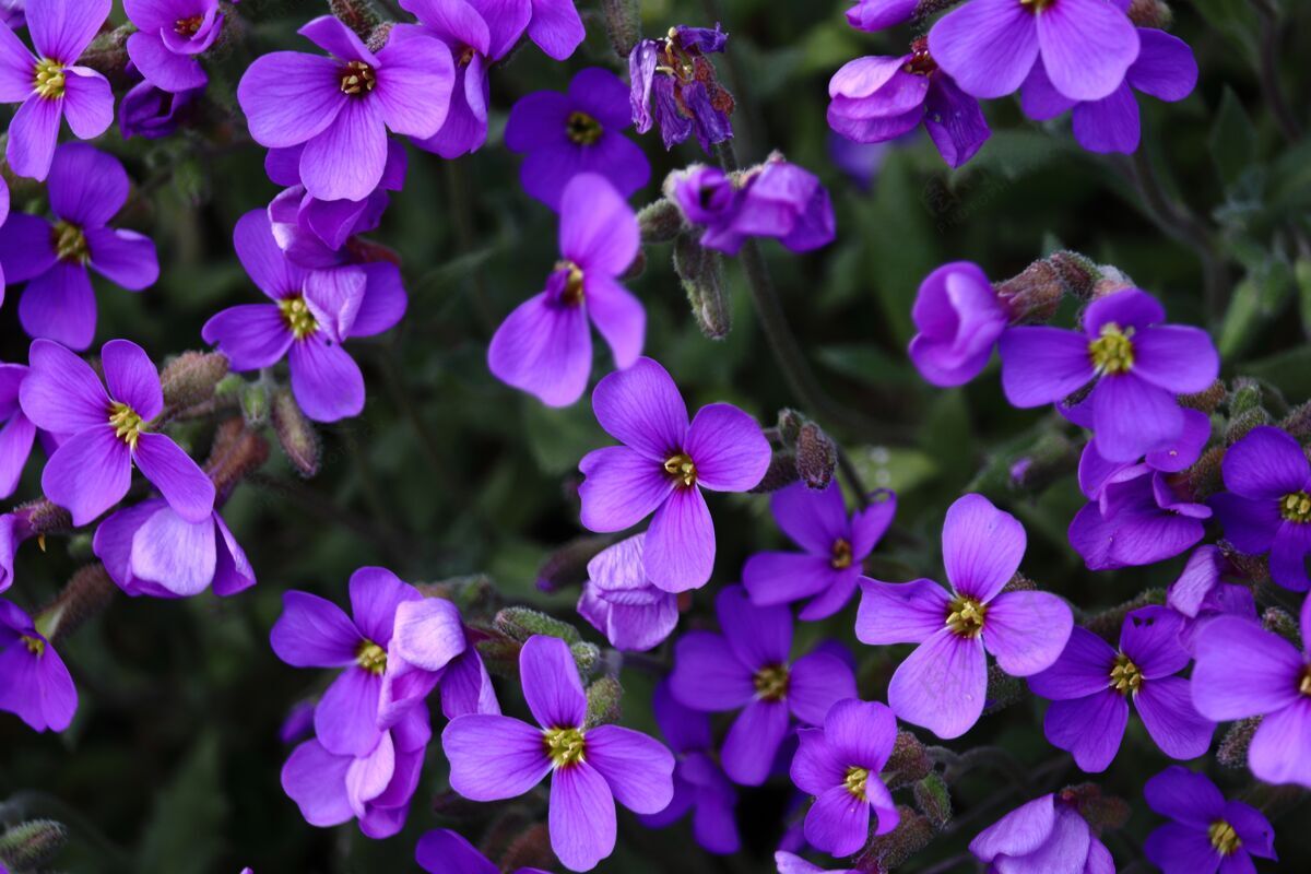 花特写镜头惊人的紫罗兰花新鲜草花园
