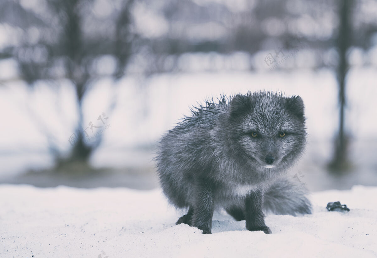 野生黑狼的选择性聚焦摄影雪狐狸动物