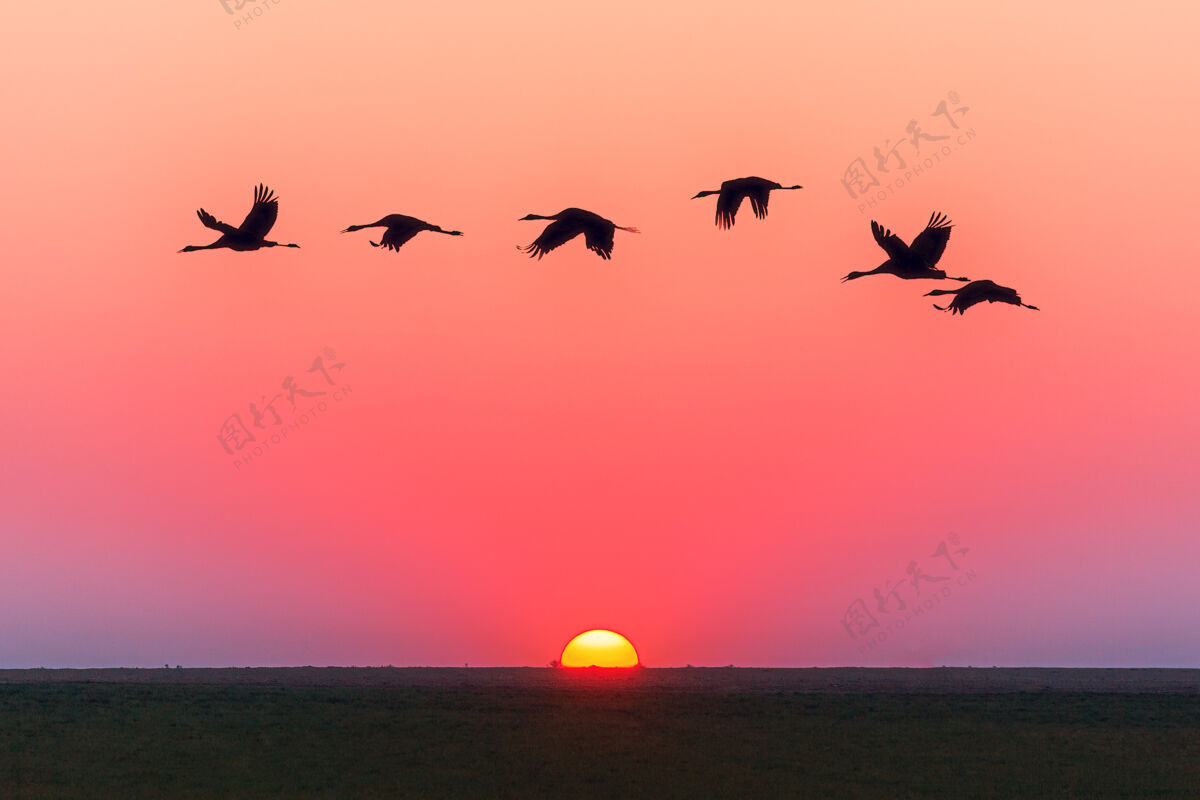 日落粉红色的天空夕阳和飞鸟粉红的天空飞翔鸟儿