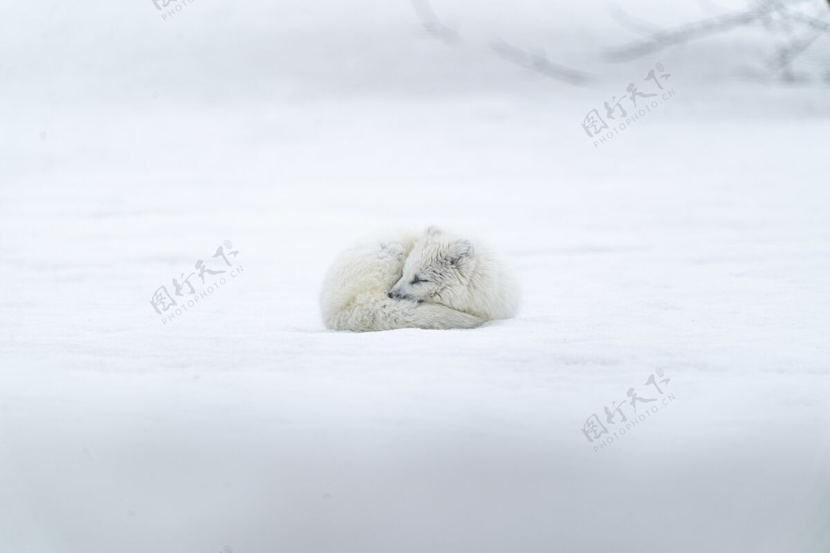 雪雪地上长着白色皮毛的动物狐狸冷动物